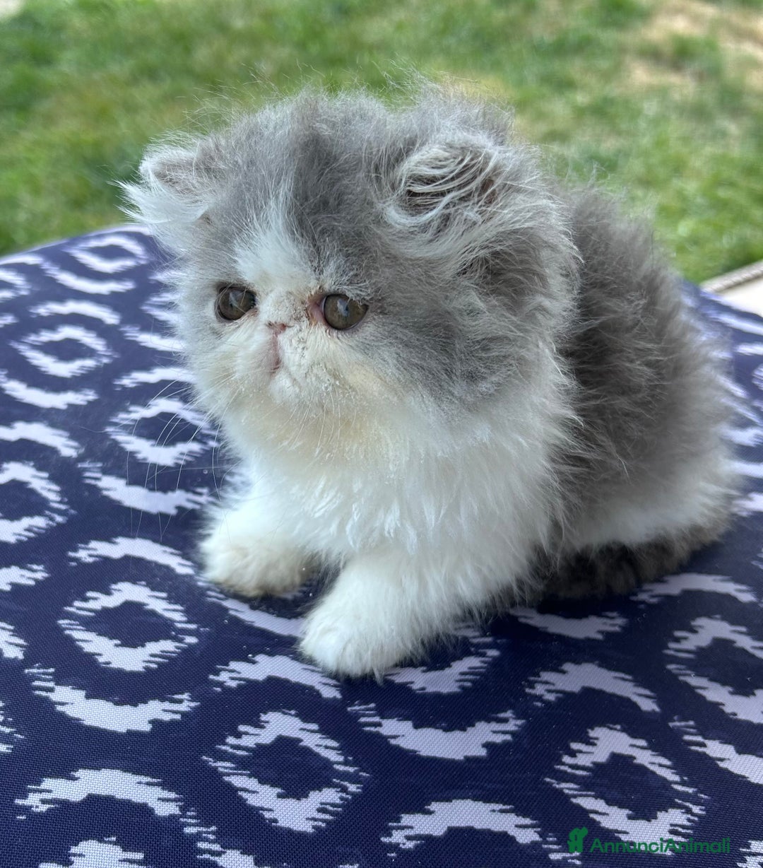 Persiano gatti in vendita: Cucciolo gatto persiano  a Città Metropolitana di Torino - Immagine 3