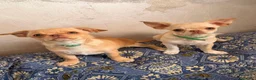 Chihuahua cani in vendita: Vendesi a Città Metropolitana di Torino - Annuncio 2