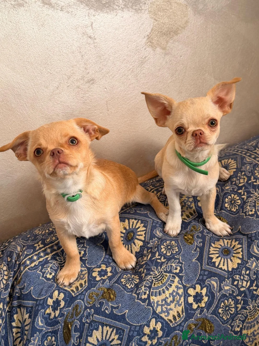 Chihuahua cani in vendita: Vendesi a Città Metropolitana di Torino - Annuncio 2
