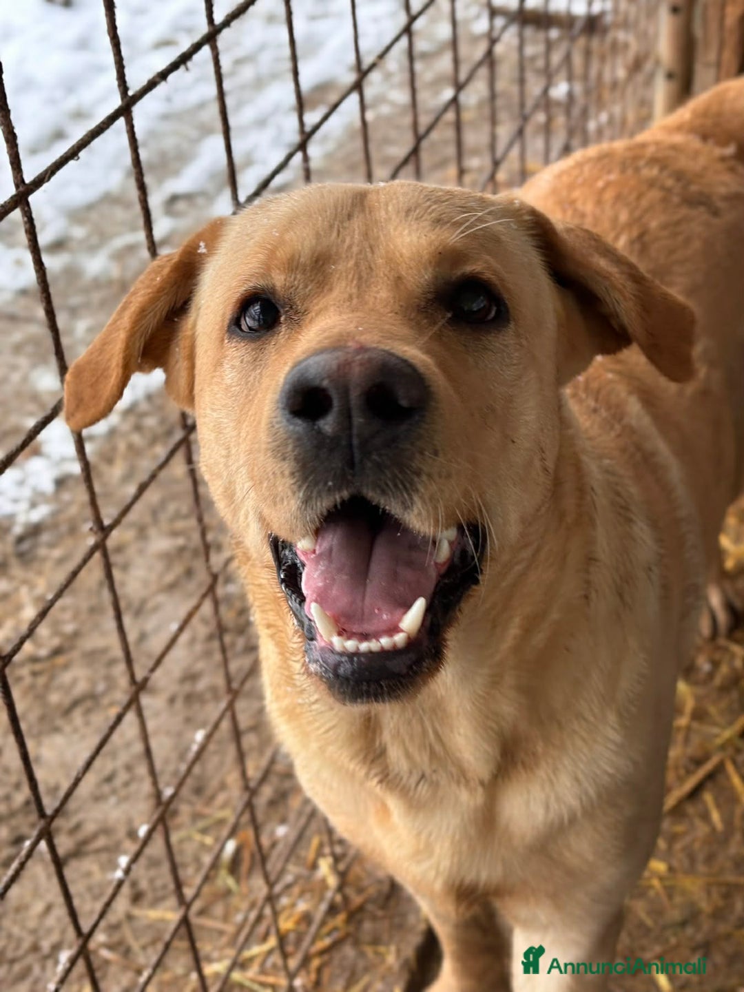 Labrador cani in regalo: RIO, mix LABRADOR super simpatico! - Annuncio 6