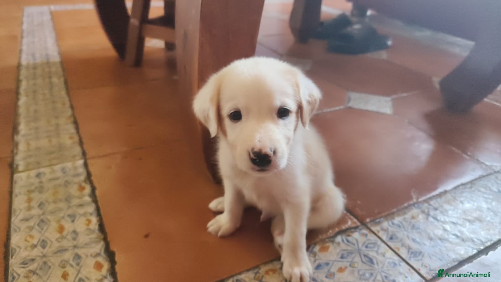 Meticcio cani Labrador Retriever  - Annuncio 1