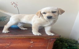 Labrador cani in vendita: Vendo Labrador retriever  a Provincia di Campobasso - Immagine 3