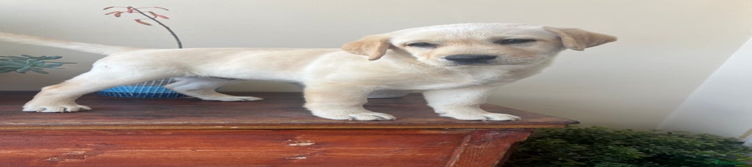 Labrador Cucciolo 1