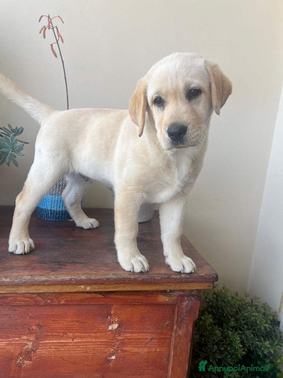 Labrador cani in vendita: Vendo Labrador retriever  a Provincia di Campobasso - Immagine 3