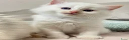 Ragdoll gatti in vendita: Ragdoll maschietti Red e Seal con pedigree - Annuncio 13