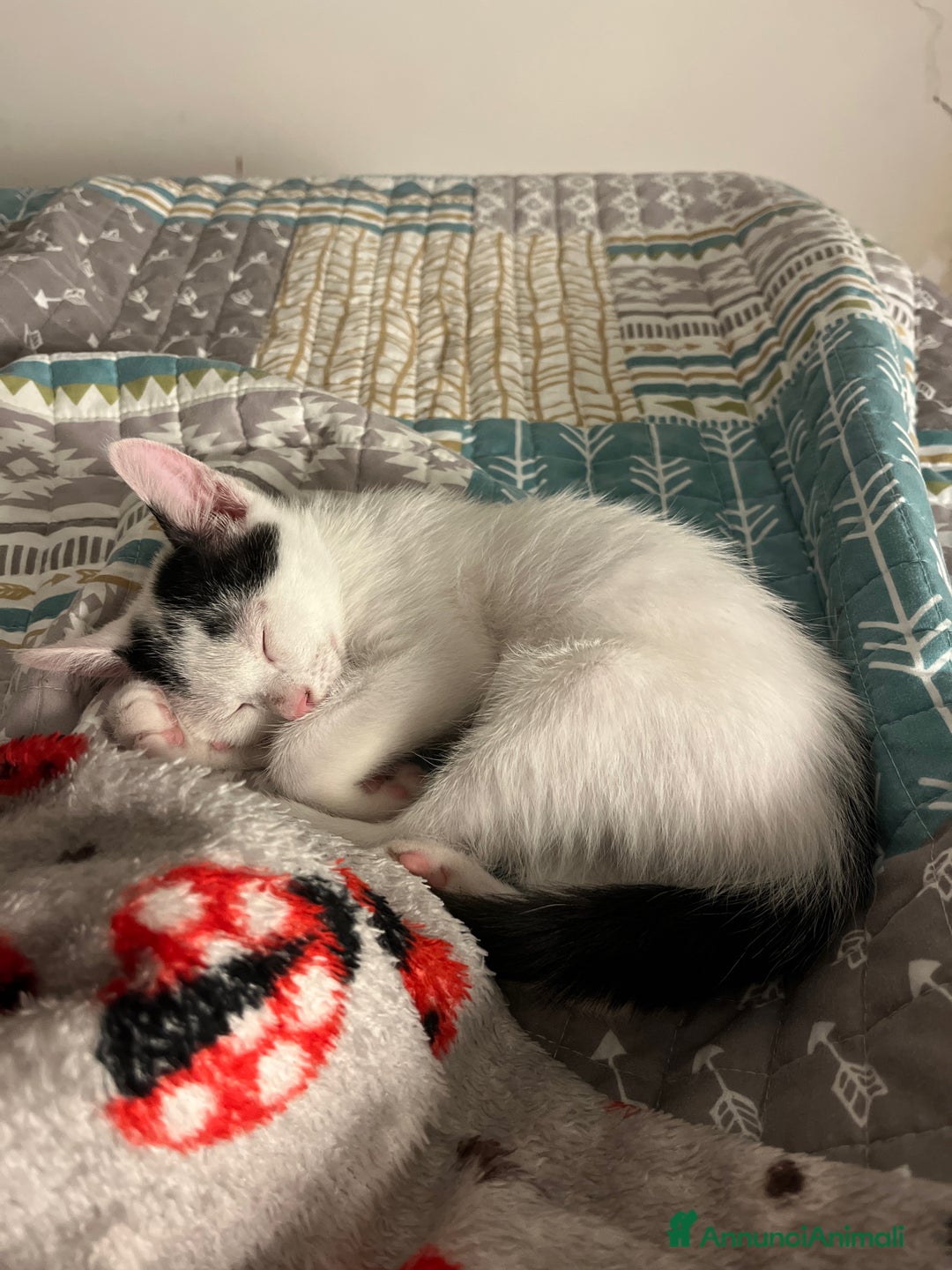 Altre razze gatti in regalo: Regalo coppia di fratellini - Annuncio 3