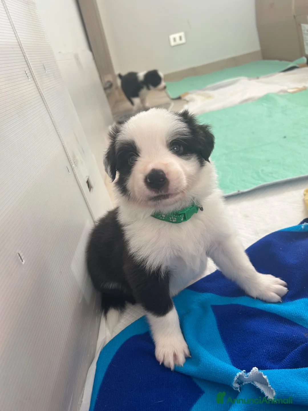 Border Collie cani in vendita: Cucciolata di Border Collie - Annuncio 11