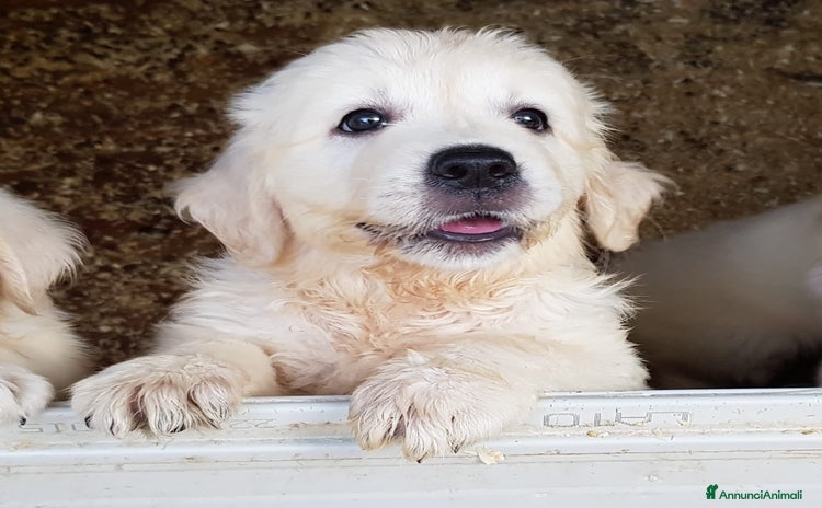 Golden Retriever cani a Provincia di Ravenna - Annuncio 1
