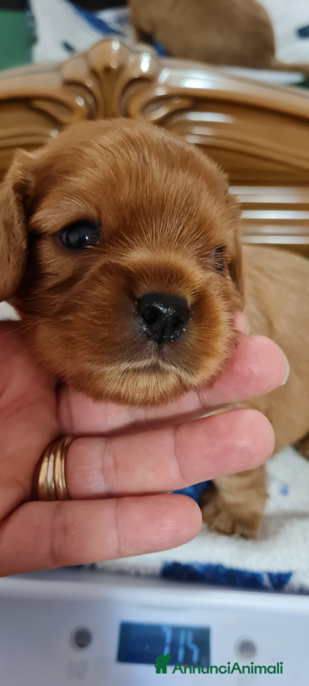 Cavalier King cani in vendita: Allevamento Cavalier King Charles Spaniel ENCI  - Annuncio 4