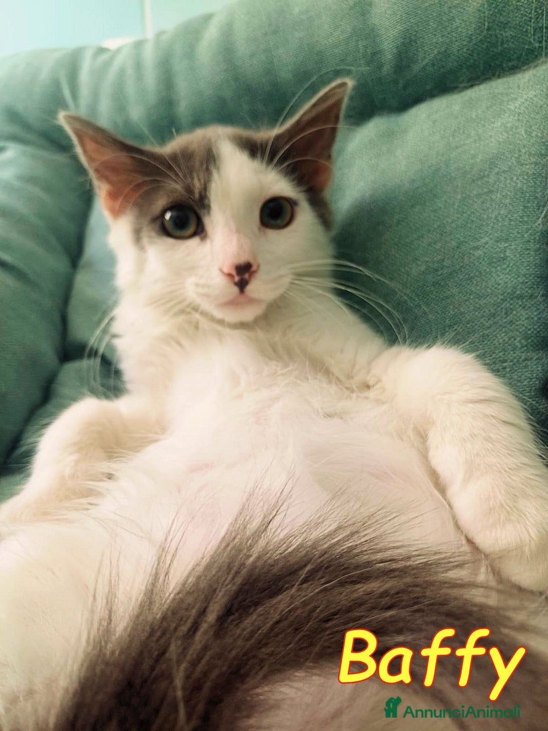 Europeo gatti in regalo: BAFFYE   E  JODY GATTINI a Città metropolitana di Roma Capitale - Immagine 4