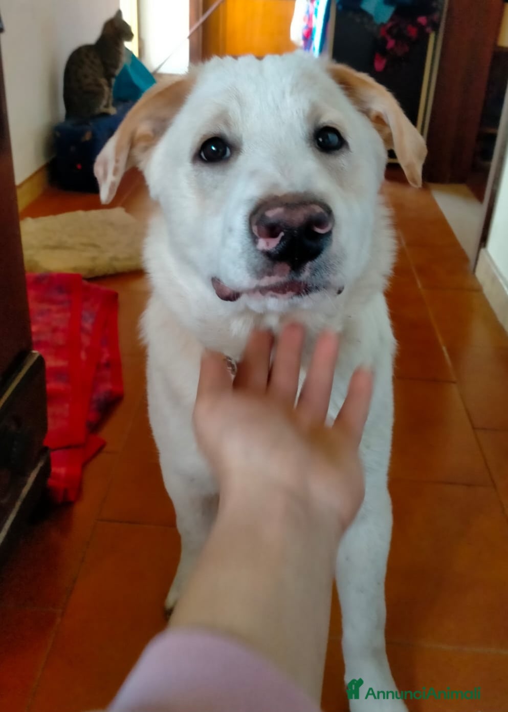 Meticcio cani UNA MAMMA PER WILLY - Annuncio 13