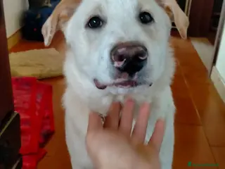 Meticcio cani UNA MAMMA PER WILLY - Annuncio 13