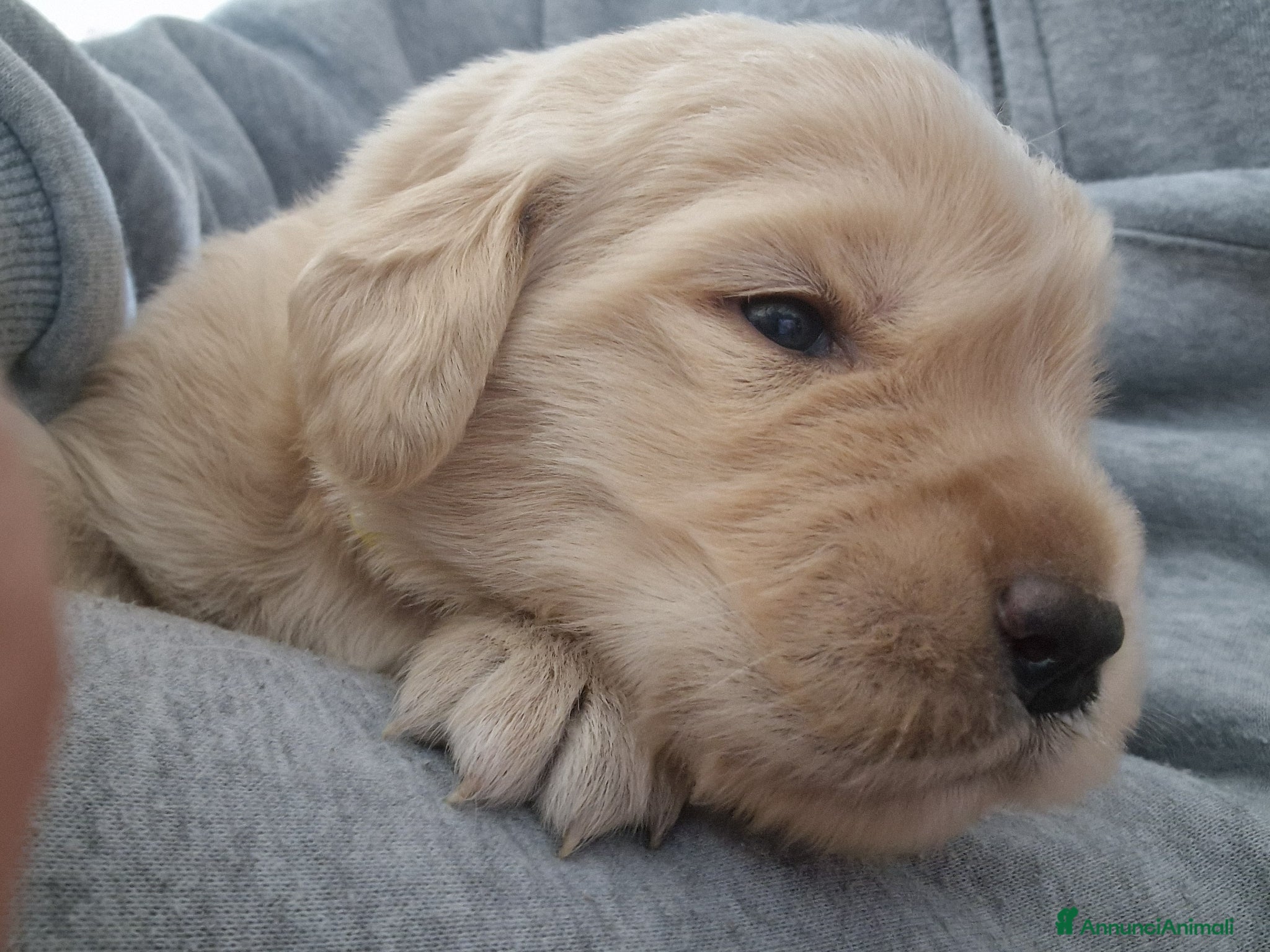 Golden Retriever cani Ultimo cucciolo maschio golden retriever - Annuncio 4