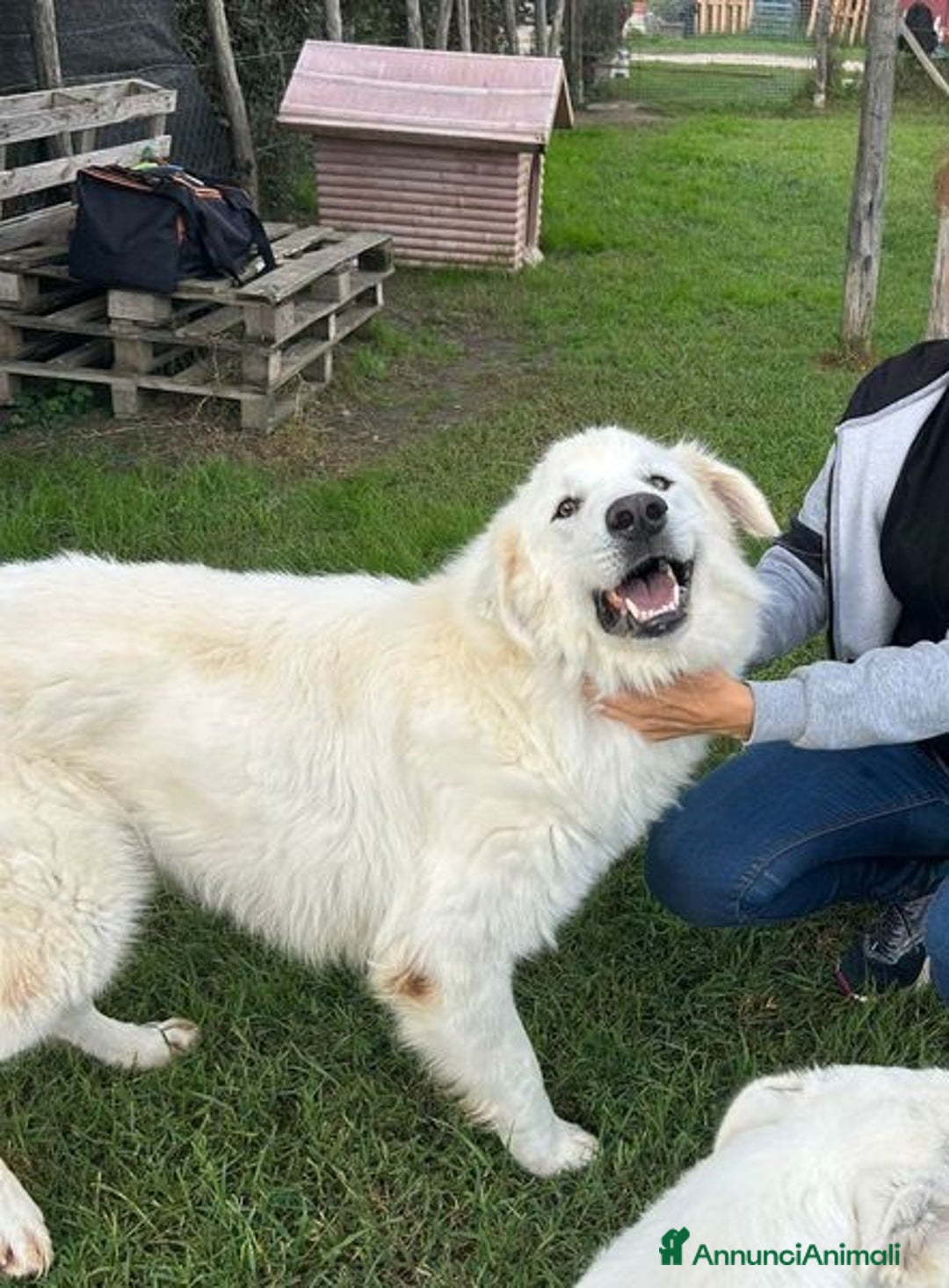 Pastore Maremmano cani in regalo: Spartaco, manto candido come il suo ❤️ - Annuncio 4