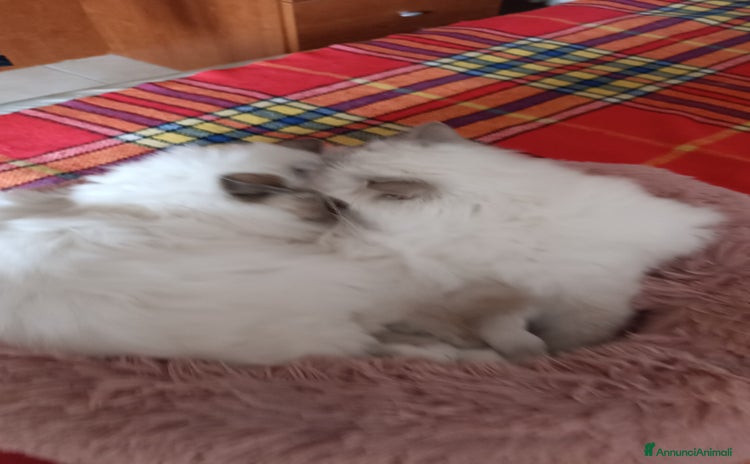 Sacro di Birmania gatti - Annuncio 4