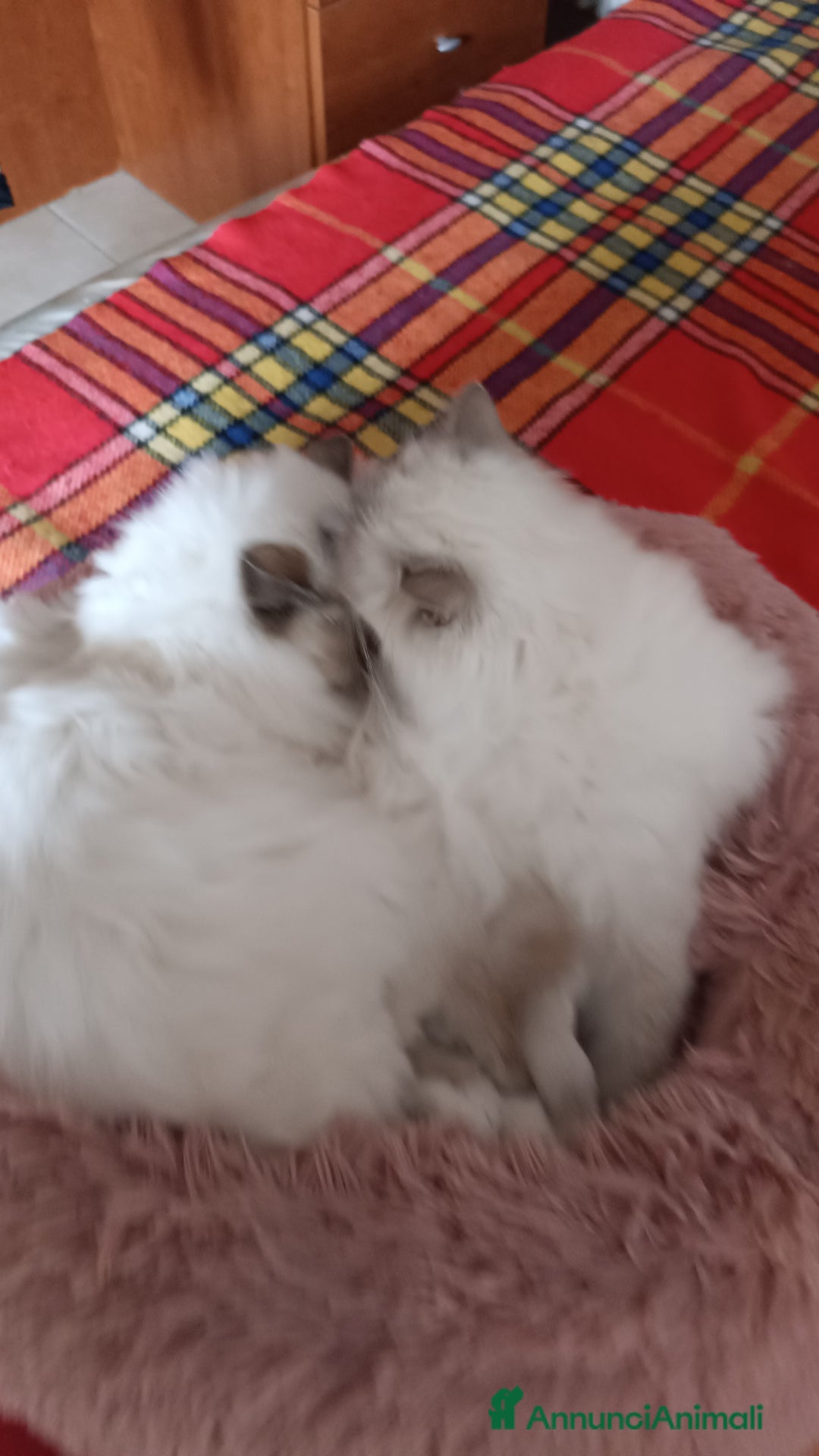 Sacro di Birmania gatti in vendita: Cuccioli di sacro di Birmania  - Annuncio 1