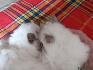 Sacro di Birmania gatti Cuccioli di sacro di Birmania - Annuncio 4