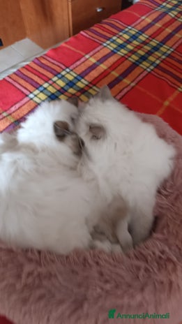 Sacro di Birmania gatti - Annuncio 4