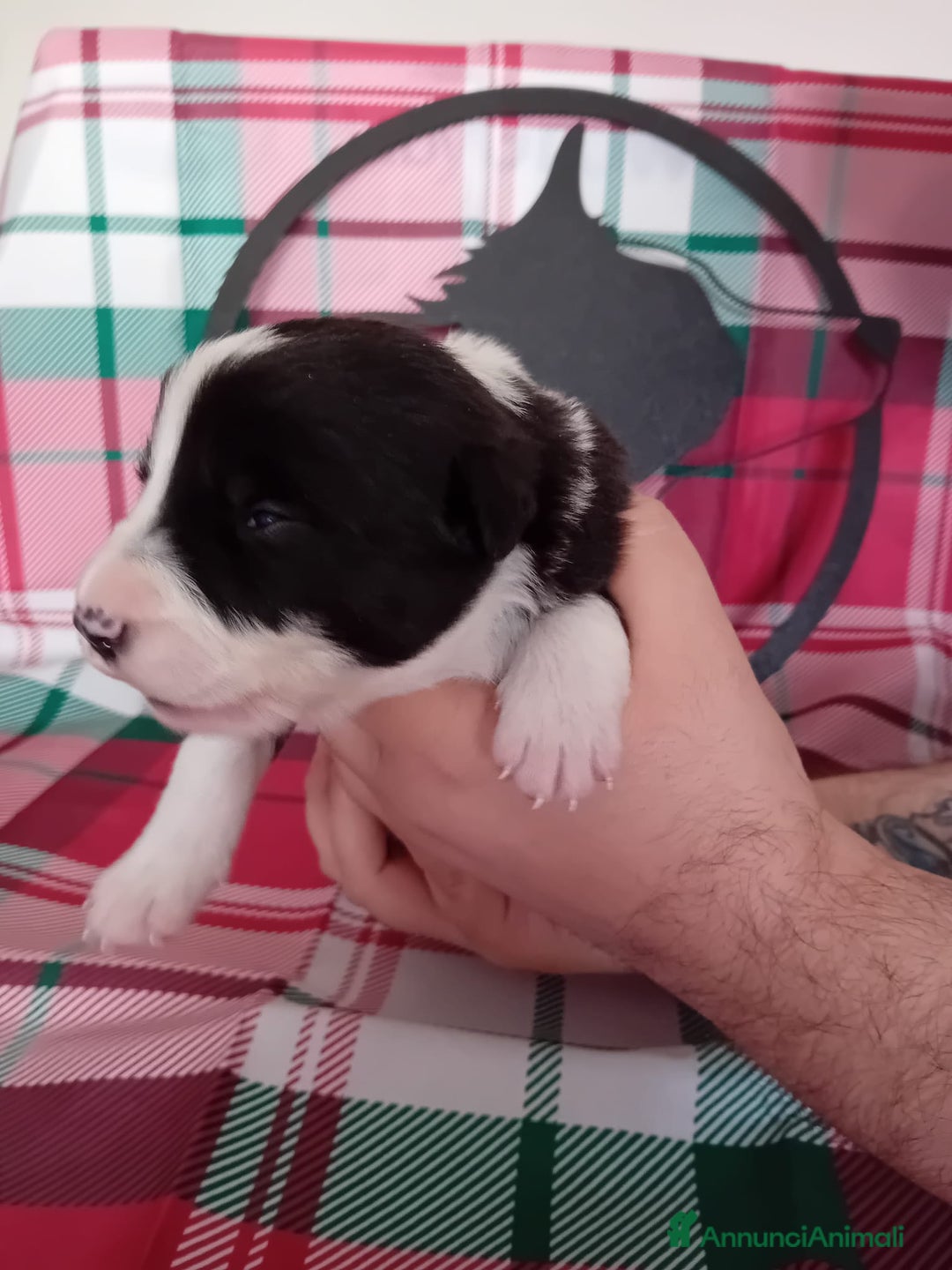 Border Collie cani in vendita: cuccioli border collie  - Annuncio 14