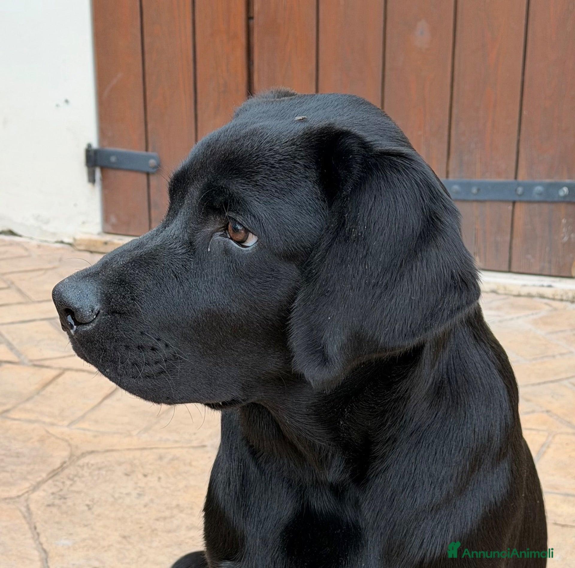 Labrador cani Maschio Labrador  - Annuncio 1