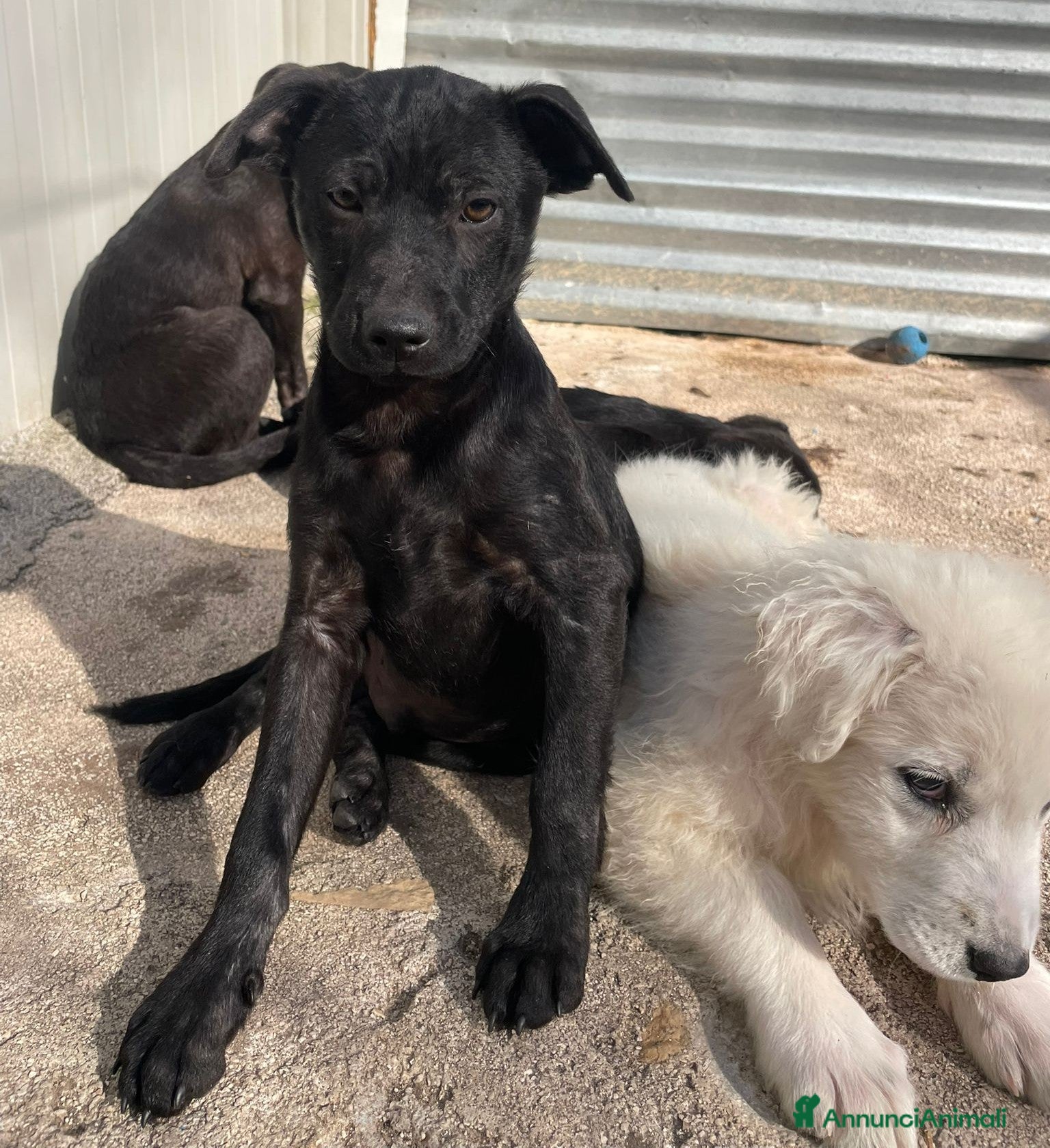 Meticcio cani SPLENDIDI FRATELLINI a Città Metropolitana di Torino - Annuncio 22