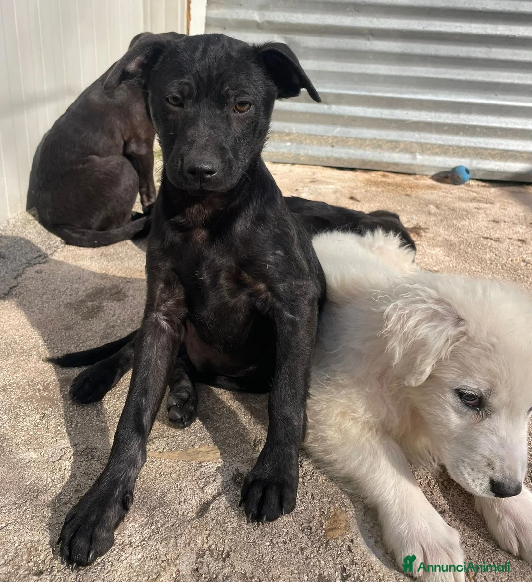 Meticcio cani in regalo: SPLENDIDI FRATELLINI a Città Metropolitana di Torino - Annuncio 1