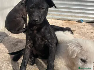Meticcio cani SPLENDIDI FRATELLINI a Città Metropolitana di Torino - Annuncio 22