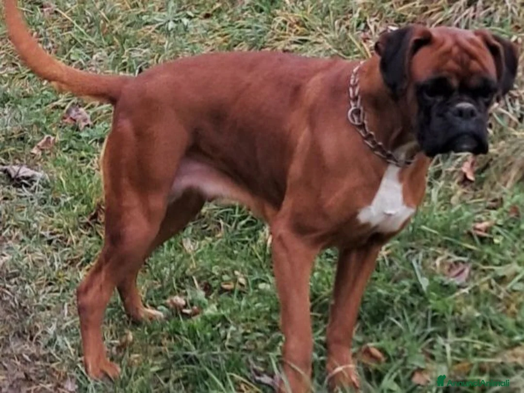 Boxer cani in vendita: cuccioli boxer alta genealogia dimostrabile. - Annuncio 6