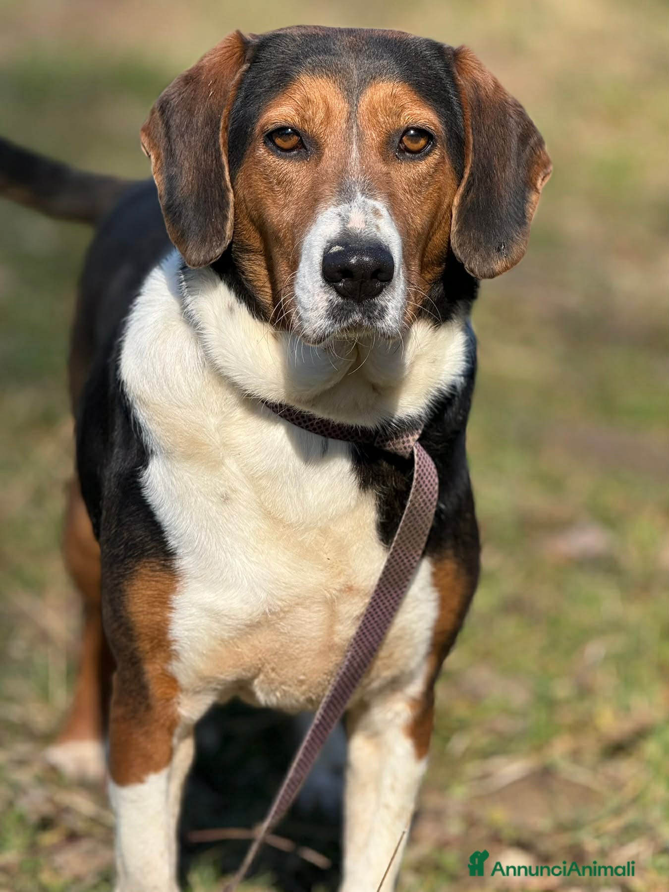 Meticcio cani TALIA, meravigliosa coccolona! - Annuncio 2