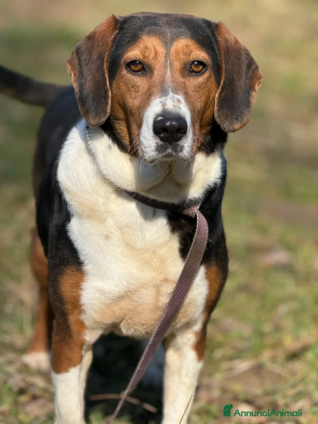 Meticcio cani in regalo: TALIA, meravigliosa coccolona! - Annuncio 1