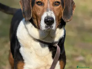 Meticcio cani TALIA, meravigliosa coccolona! - Annuncio 2