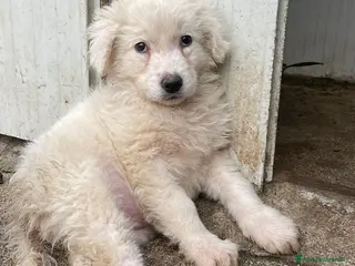 Meticcio cani LE FANTASTICHE FREYA e RUNA - Annuncio 9