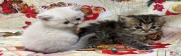 British gatti in vendita: Scottish fold sthrait  - Annuncio 12