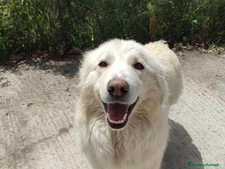 Pastore Maremmano cani Maremmana viveva sotto il sole nello sporco.SICILI a Città Metropolitana di Milano - Annuncio 16