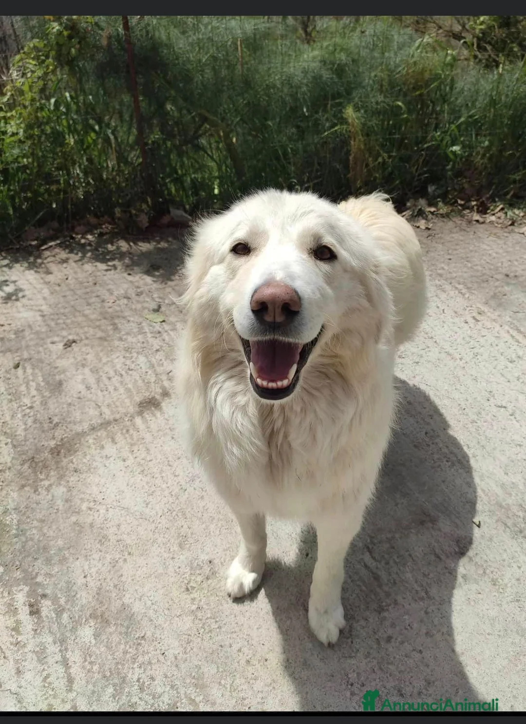 Pastore Maremmano cani in regalo: Maremmana viveva sotto il sole nello sporco.SICILI a Città Metropolitana di Milano - Annuncio 1