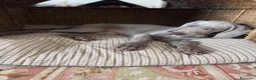 Weimaraner cani in vendita: Cucciolo di Weimaraner - Annuncio 6