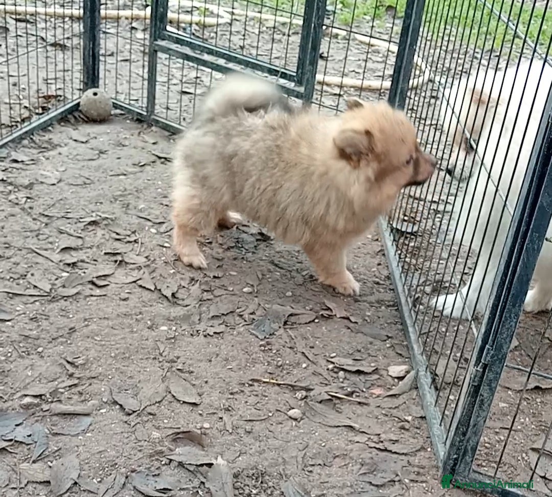 Spitz cani in vendita: Spitz tedesco piccolo  - Annuncio 6