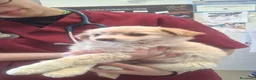 Meticcio cani in regalo: Cucciola meravigliosa  - Annuncio 3