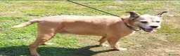 Meticcio cani in regalo: 11anni medio piccolo padrone deceduto 2anni faPAVI - Annuncio 2