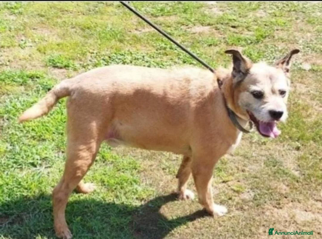 Meticcio cani in regalo: 11anni medio piccolo padrone deceduto 2anni faPAVI - Annuncio 2