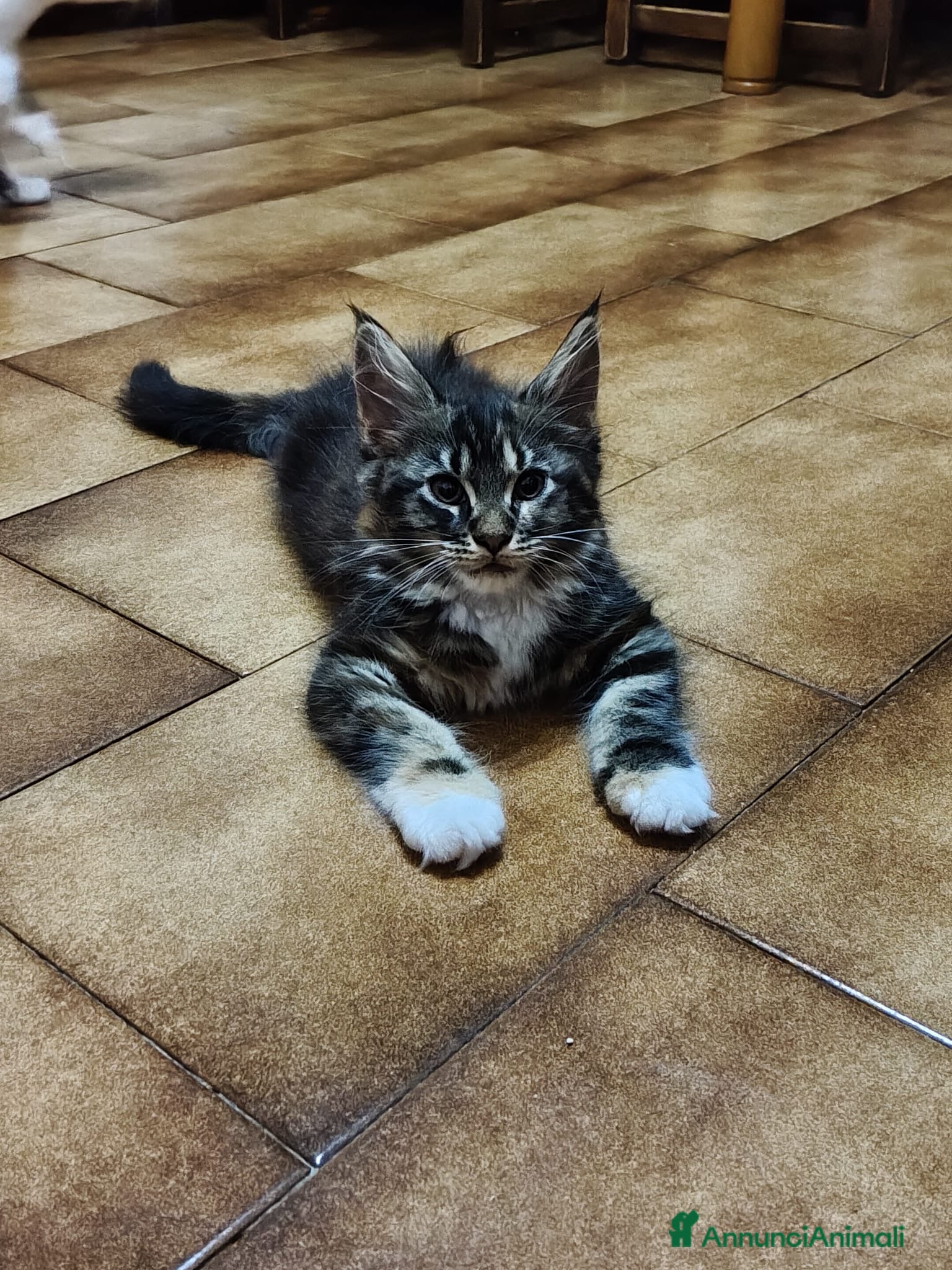 Maine Coon gatti Cuccioli Maine Coon - Annuncio 13
