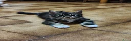 Maine Coon gatti in vendita: Cuccioli Maine Coon - Annuncio 1