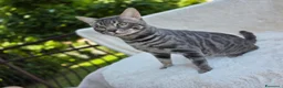 Bengala gatti in vendita: Gatto bengala - Annuncio 10