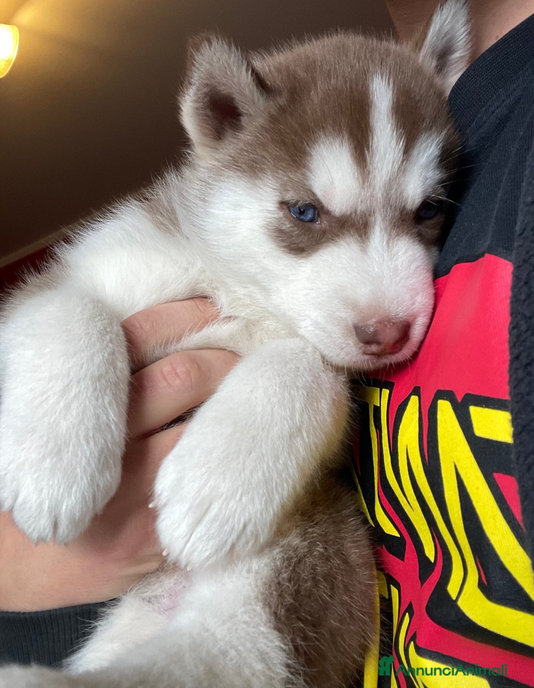 Husky cani in vendita: Cuccioli Siberian Husky - Annuncio 2