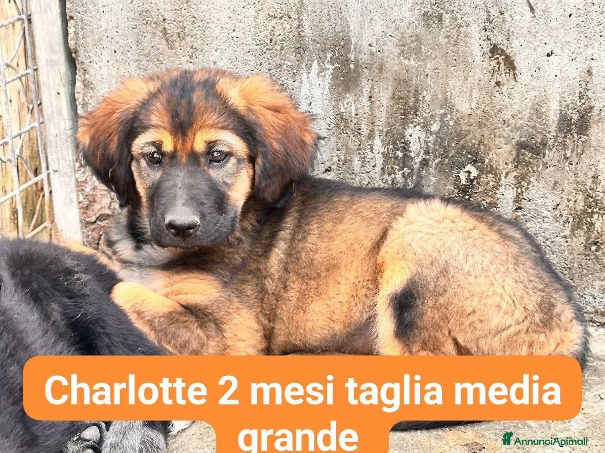 Meticcio cani Charlotte - Annuncio 5
