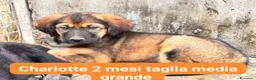 Meticcio cani in regalo: Charlotte - Annuncio 1