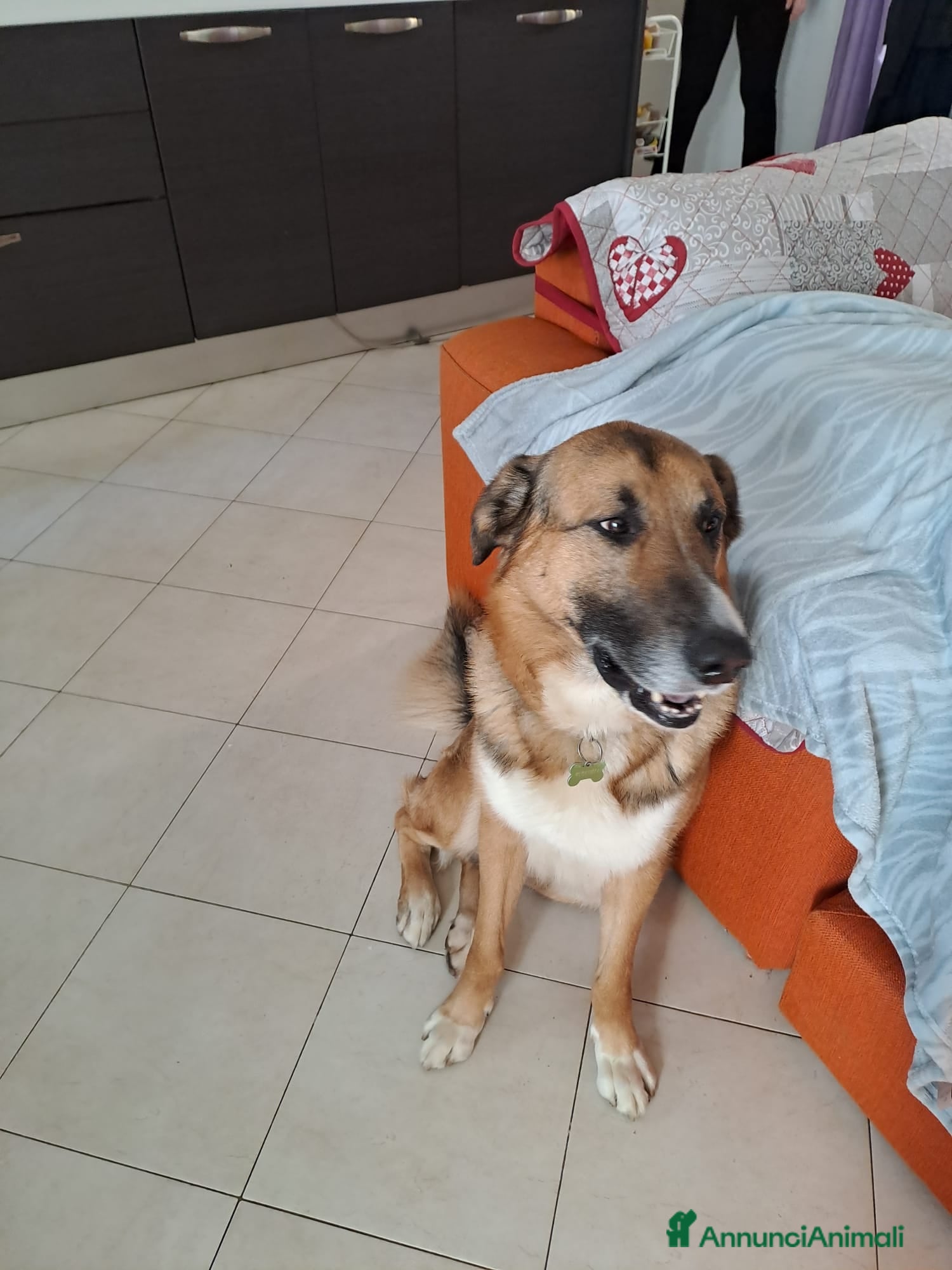 Meticcio cani achille - Annuncio 4