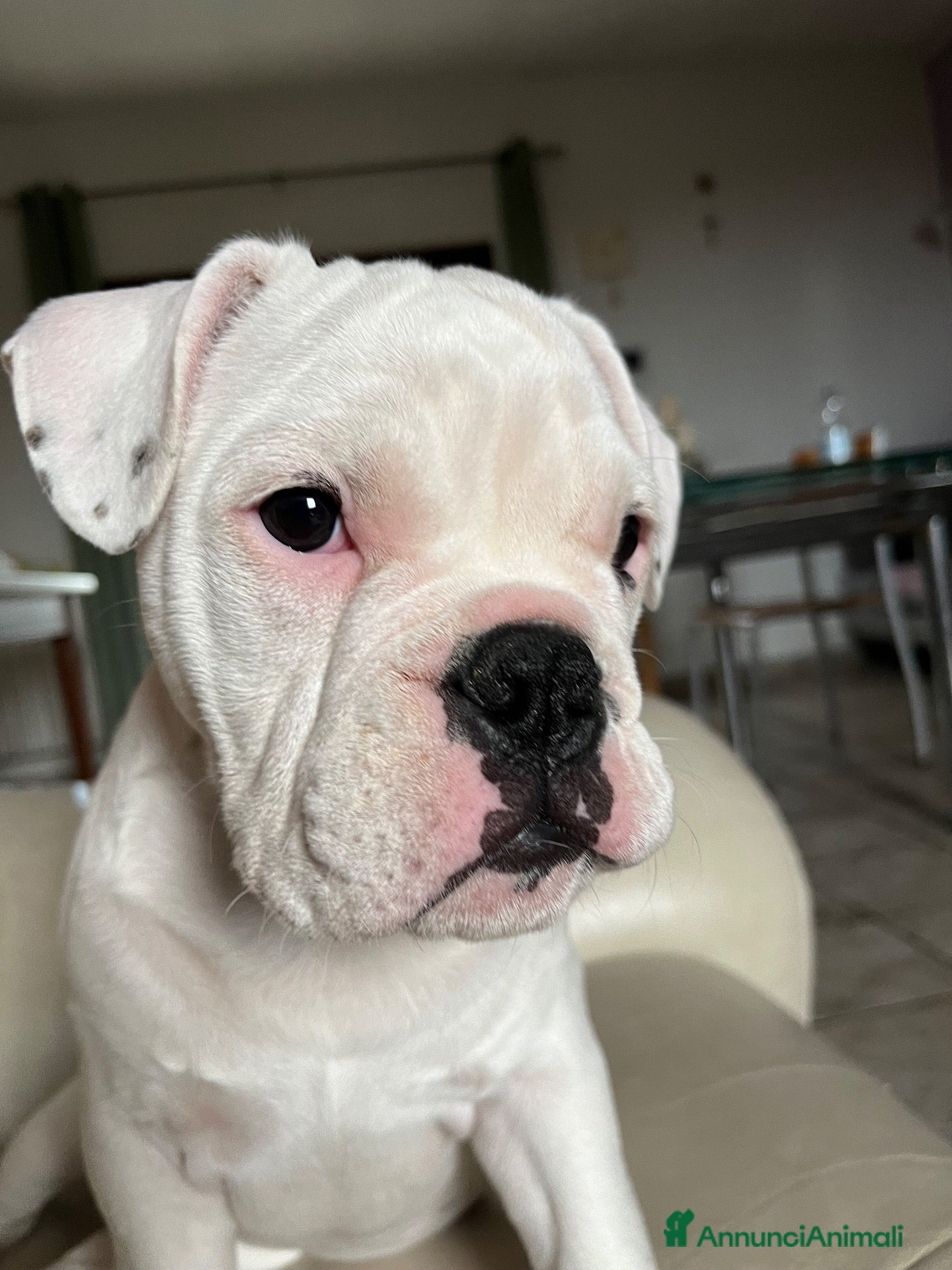 Bulldog Francese cani Arturo  - Annuncio 4