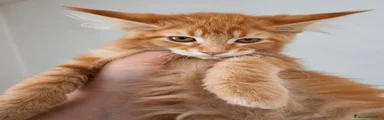 Maine Coon 3