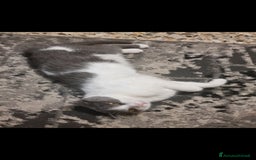 Scottish gatti per accoppiamento: Mia cerca fidanzato a Città metropolitana di Milano - Immagine 7